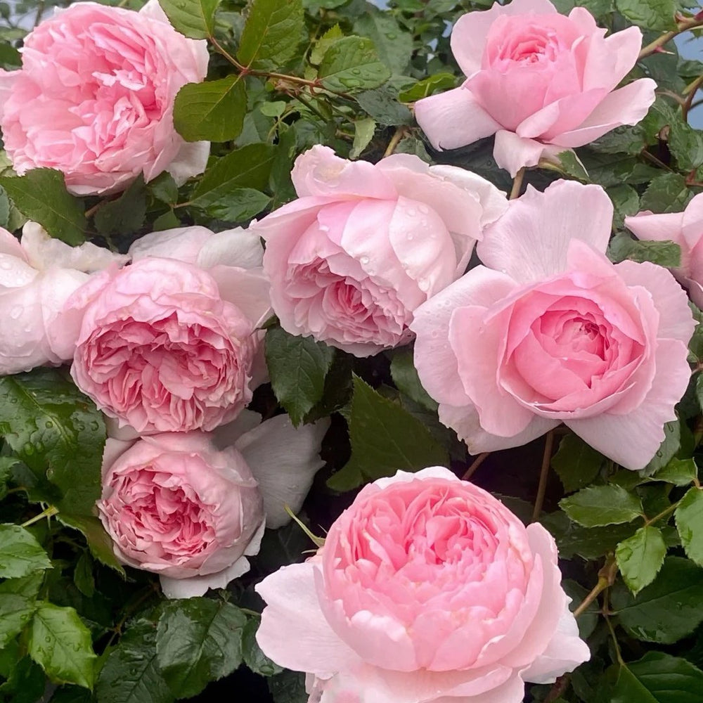 The Wedgwood Rose Plant|威基伍德/粉伍德 image 7
