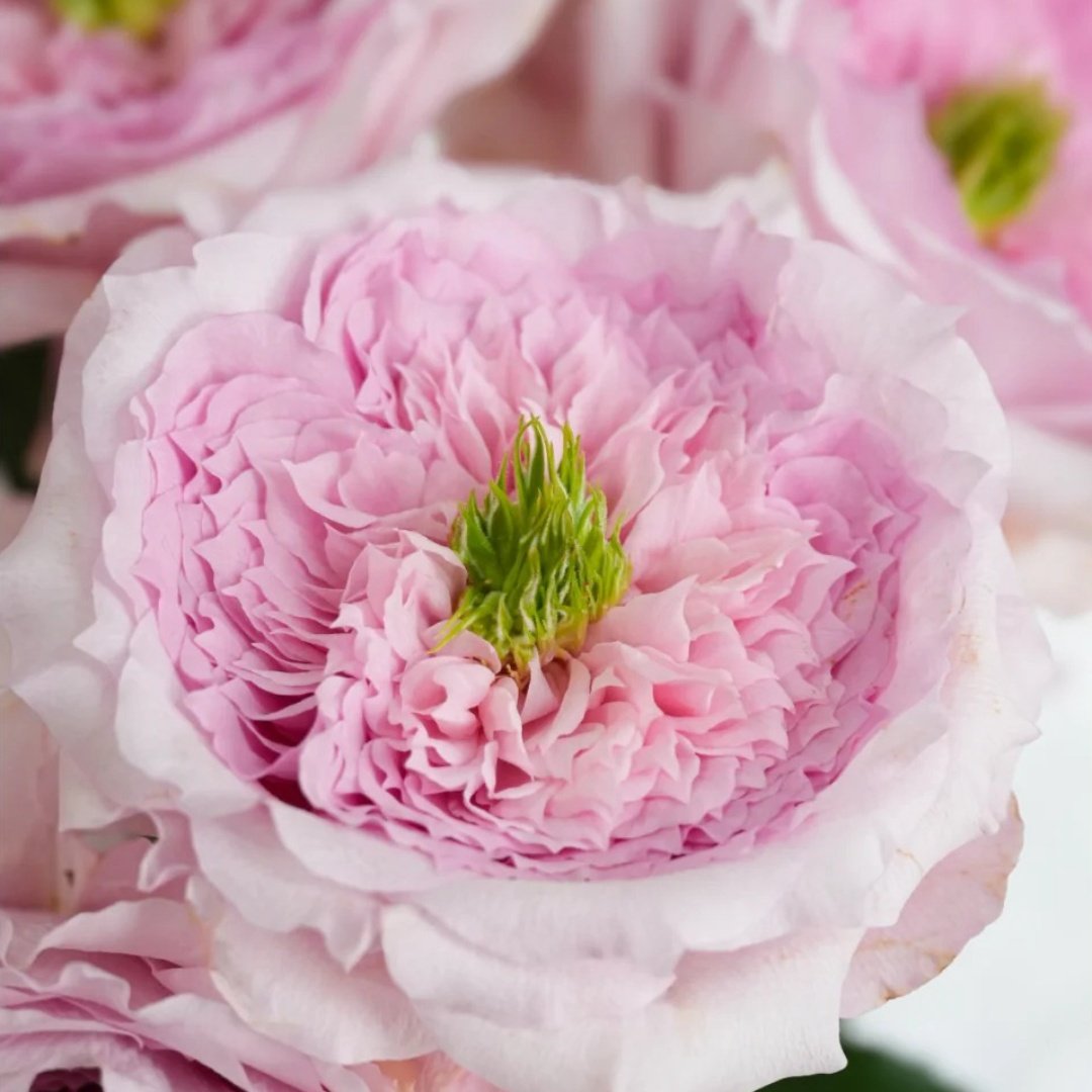 Serendipity Rose Plant | 机缘巧合 image 5