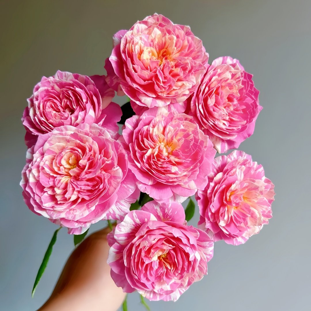 Claude Monet Rose Plant｜莫奈 image 6