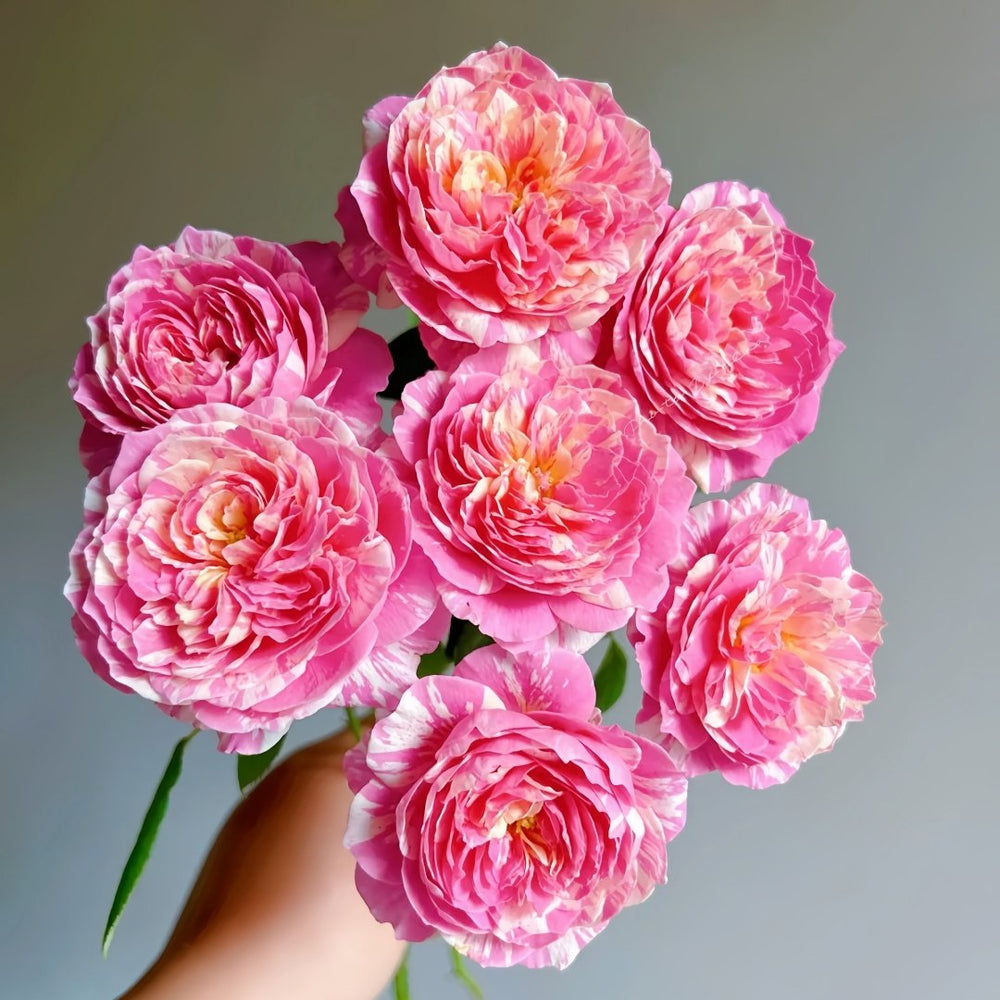 Claude Monet Rose Plant｜莫奈 image 6