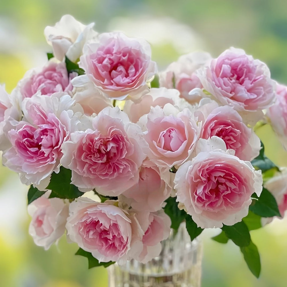 Shalimar Rose Plant｜夏莉玛 image 8