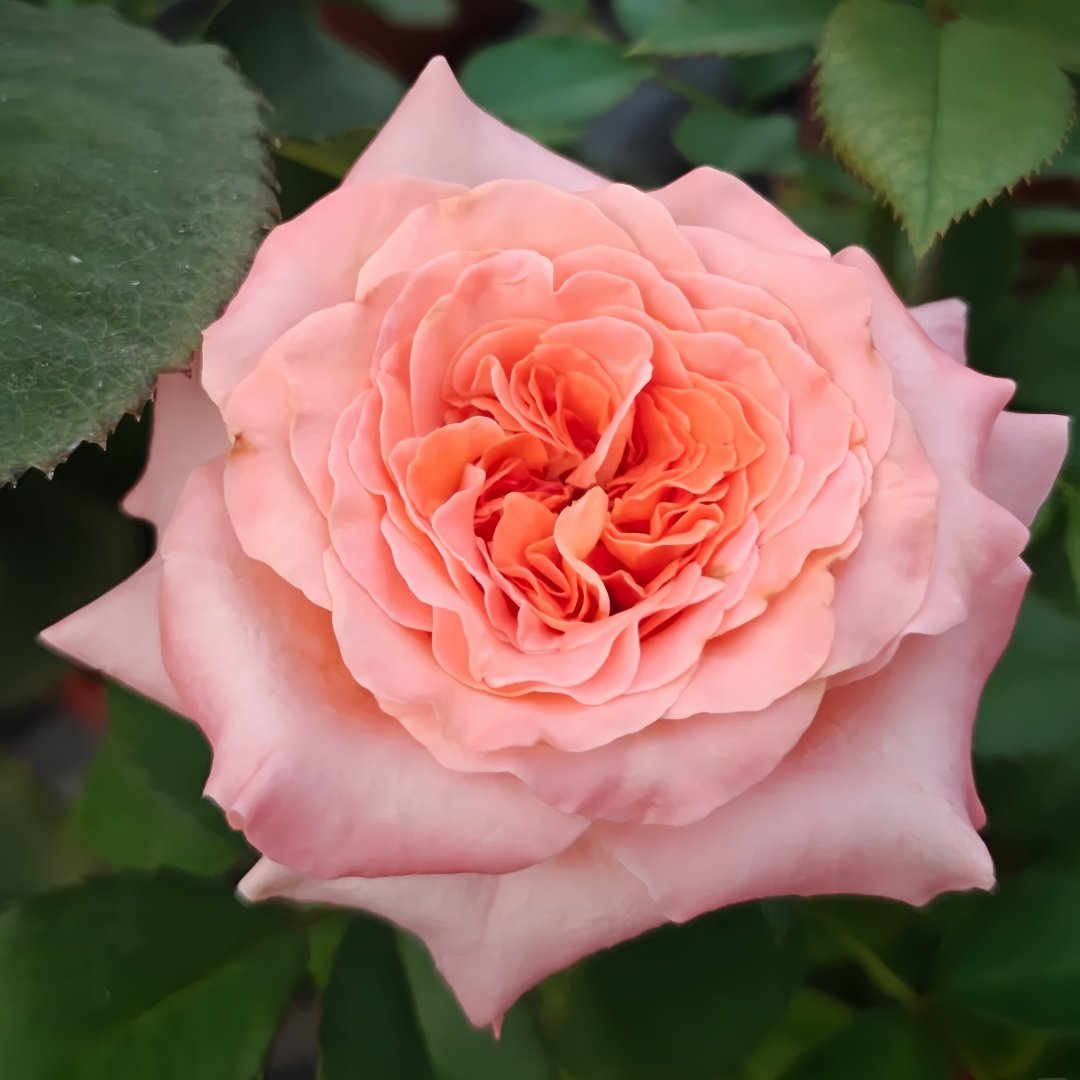Special Song Rose Plant｜特别情歌 image 1