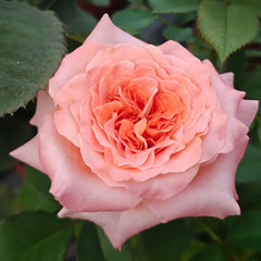 Special Song Rose Plant｜特别情歌 image 1