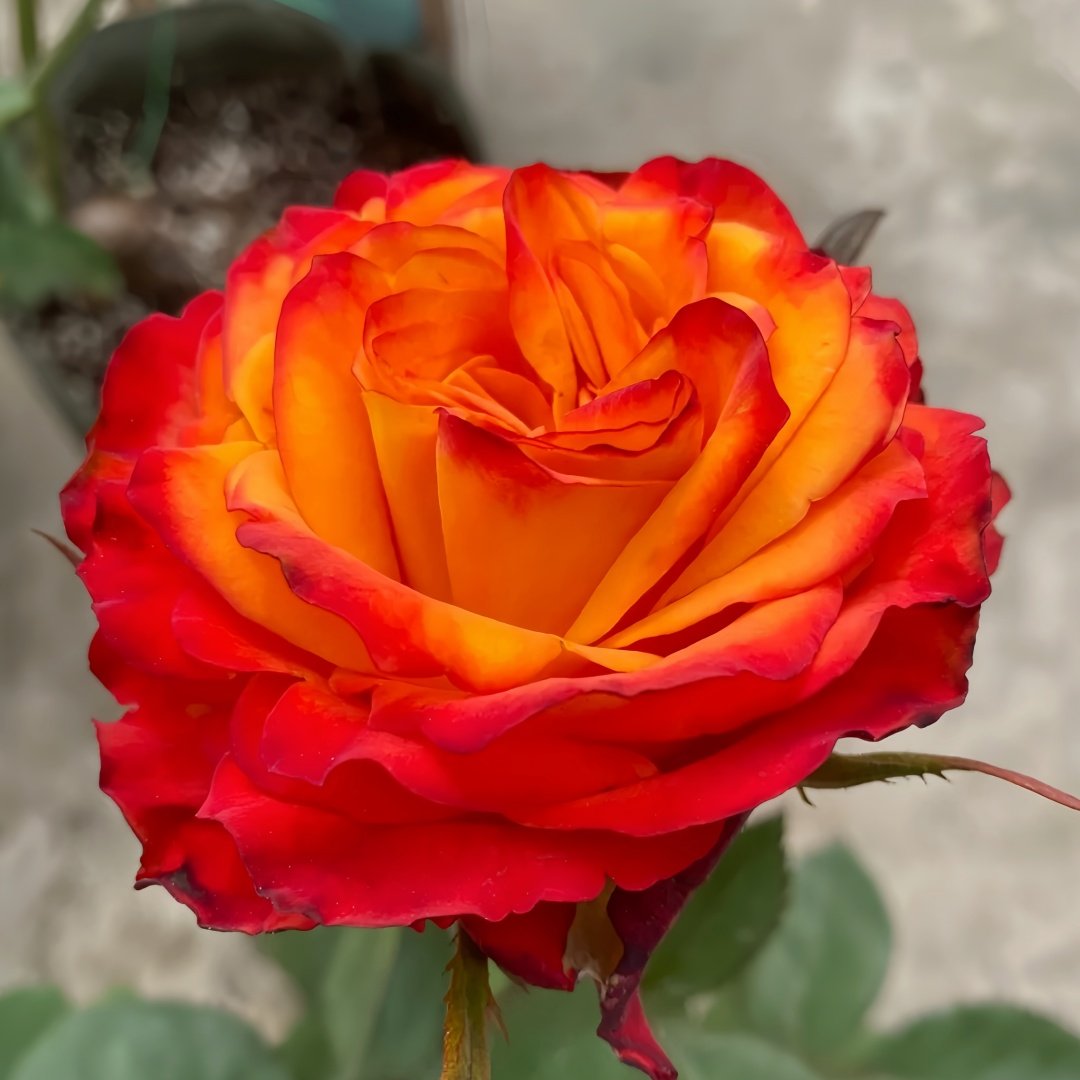 Acapulco Rose Plant｜阿卡普尔科 image 5