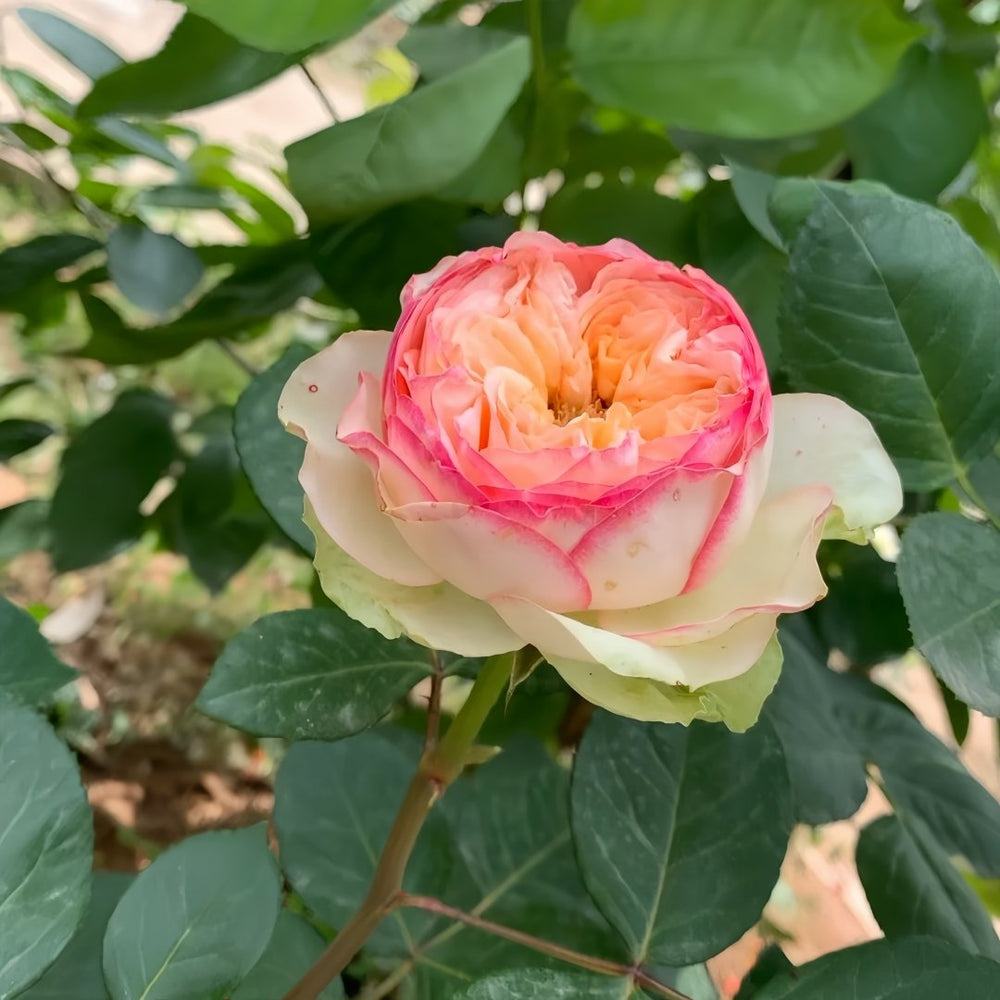 Butterfly Princess Rose Plant|蝴蝶公主 image 4