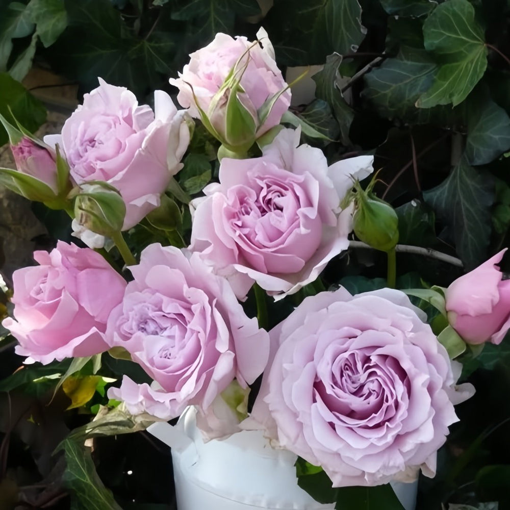 La mariee Rose Plant｜新婚 image 6