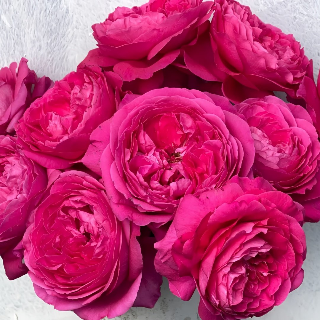 Capability Rose Plant | 才能 image 4