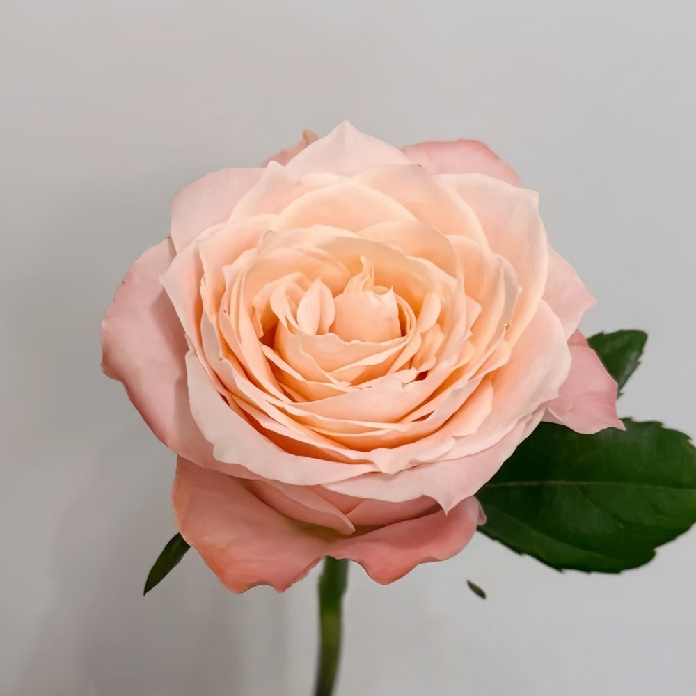 Warm hearted Milk Pastry Rose Plant|暖心奶油酥 image 4