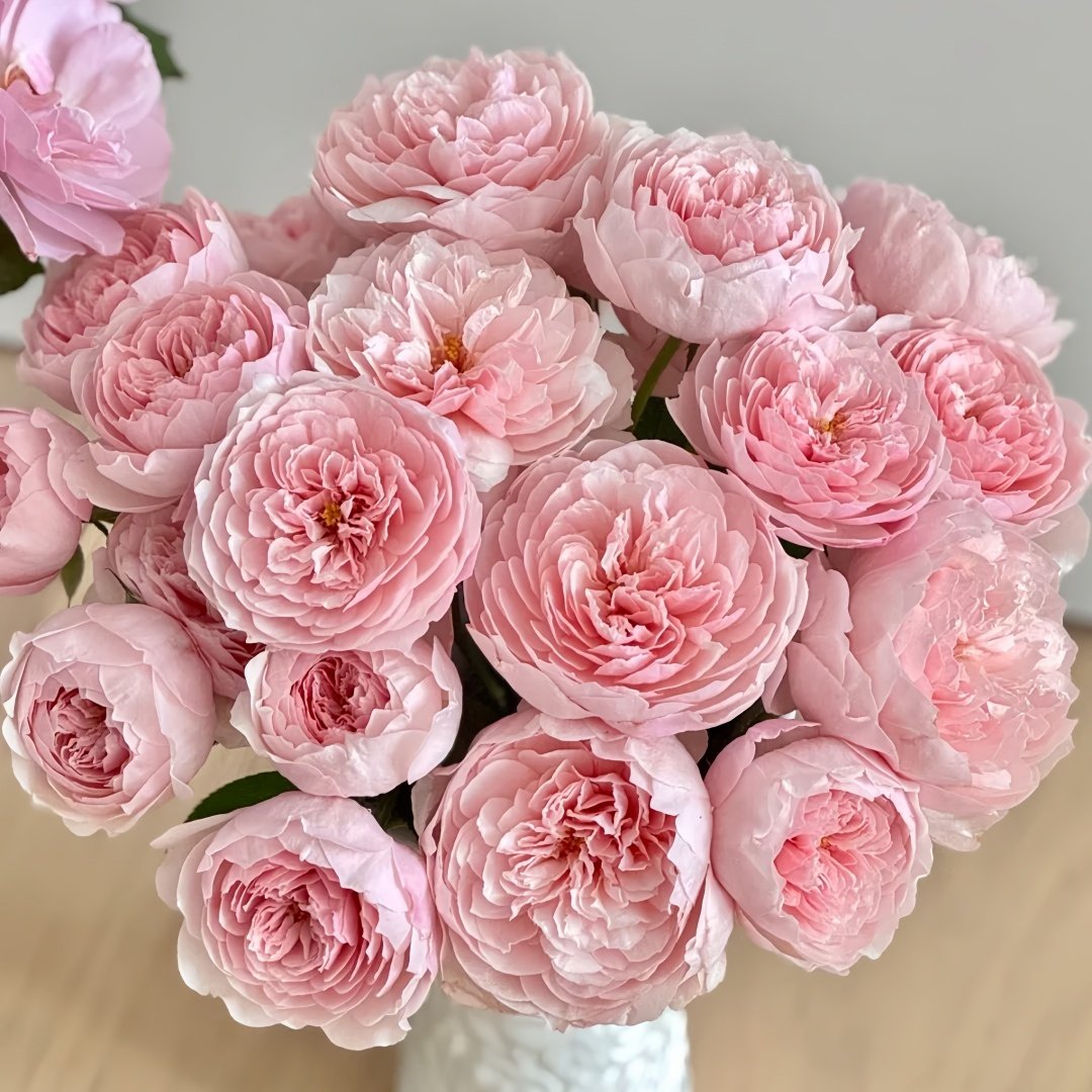 The Alnwick Rose Plant｜安妮克城堡 image 0