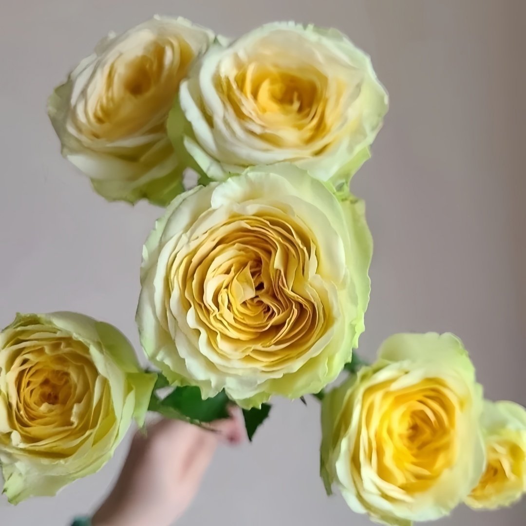 Avocado Rose Plant｜牛油果 image 5