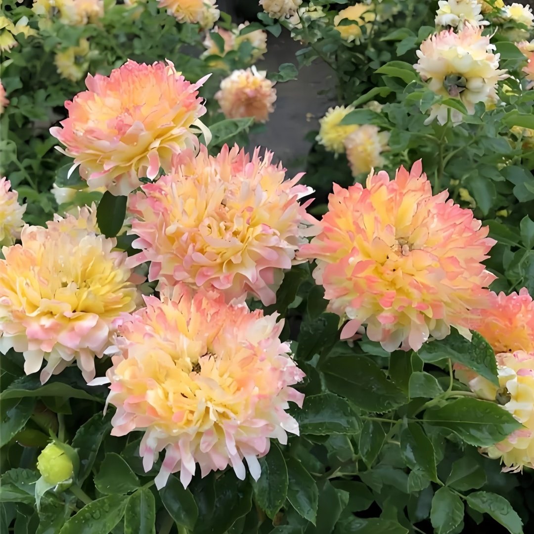Fireworks Ruffles Rose Plant｜烟花波浪 image 9