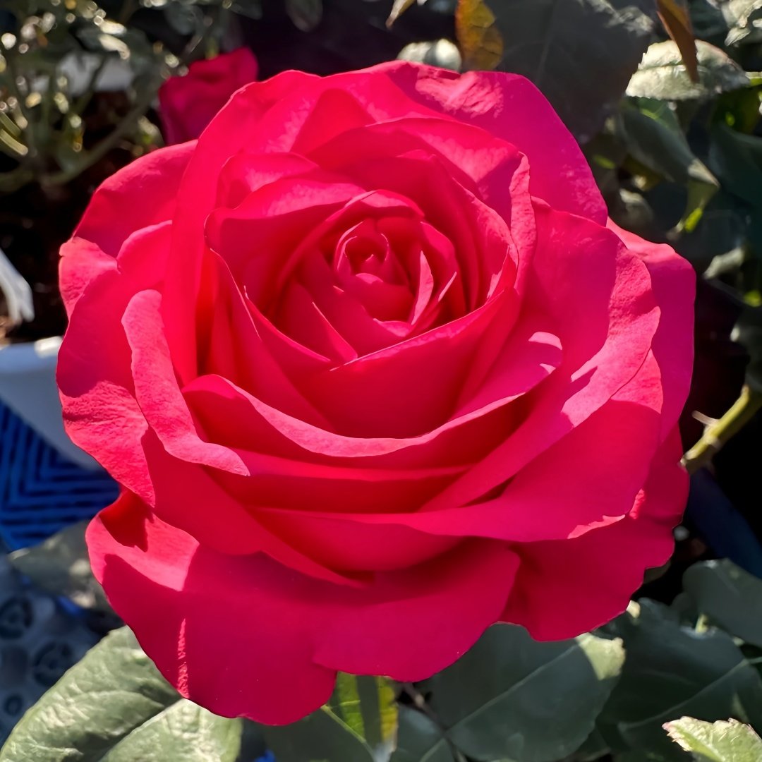 Lola Rose Plant|劳拉 image 7