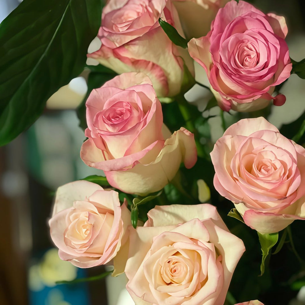 Red Sleeve Rose Plant|红袖 image 4