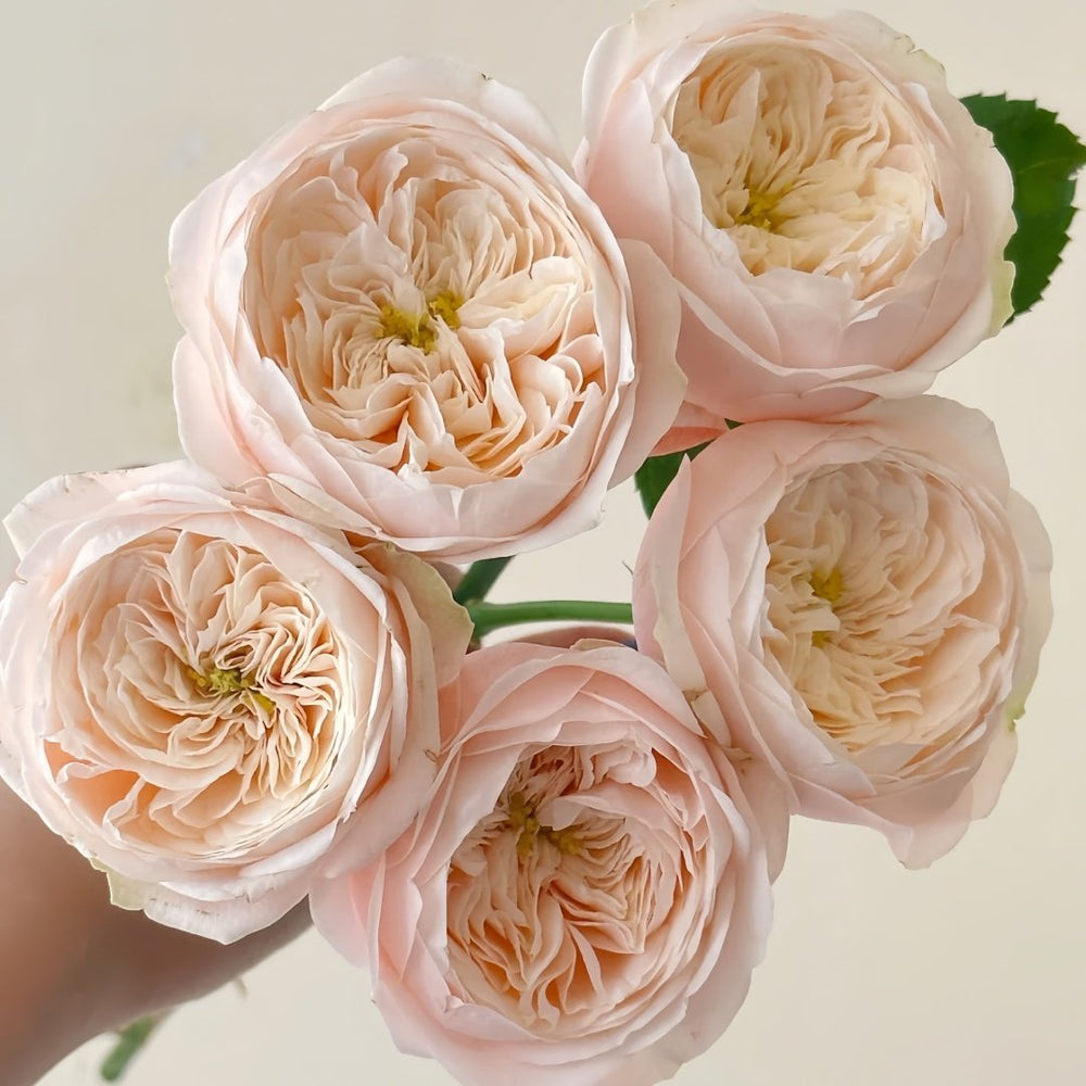 Darlington Rose Plant | 达林顿 image 4