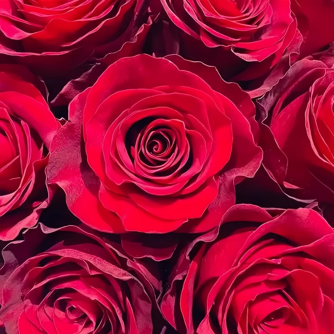 Plateau Red Rose Plant｜高原红 image 8