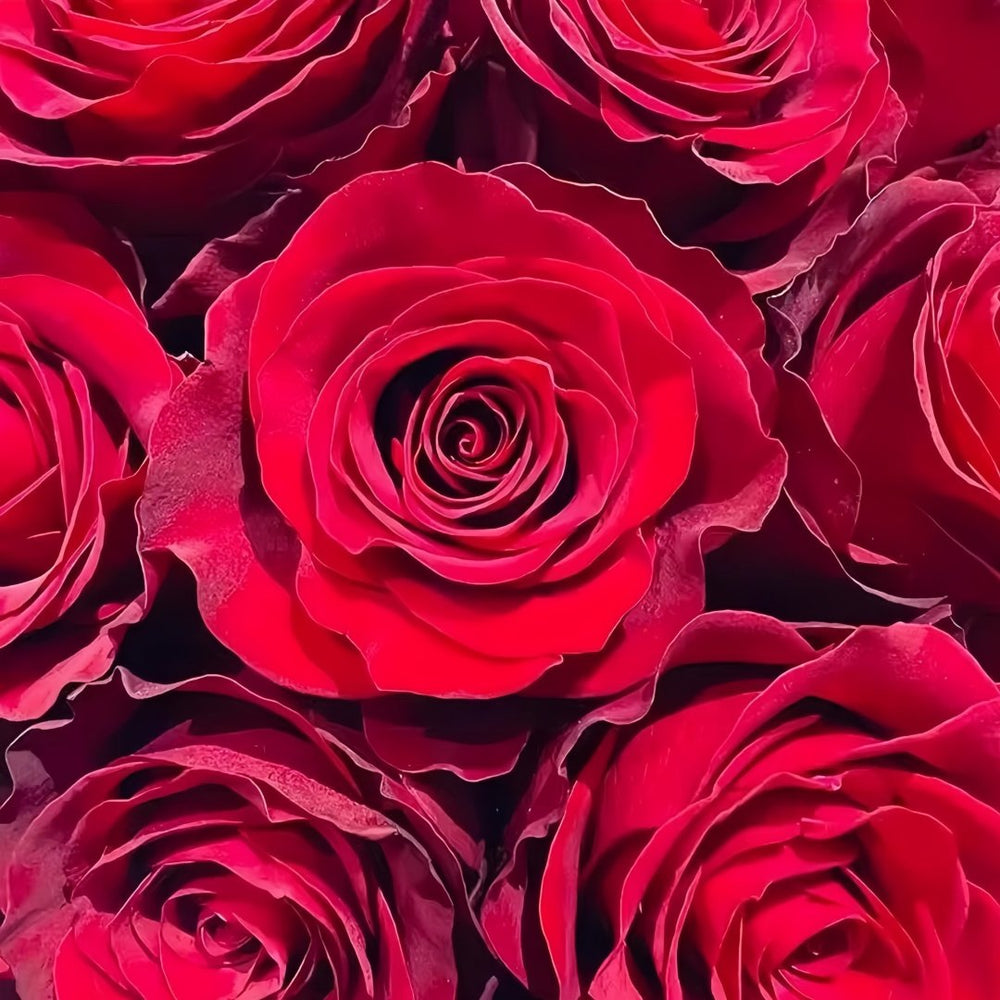 Plateau Red Rose Plant｜高原红 image 8