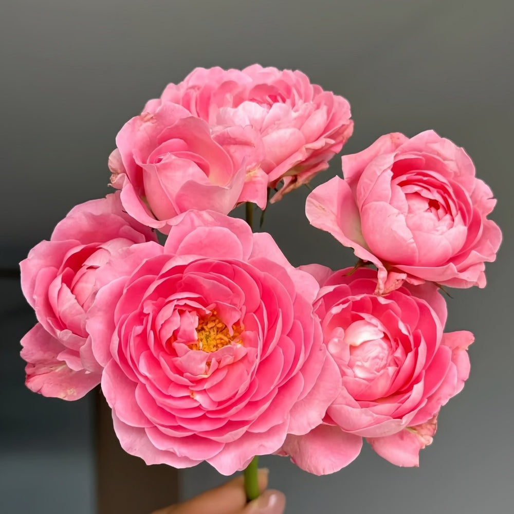 Fragrance King Terrazza Rose Plant｜芳香王阳台 image 2