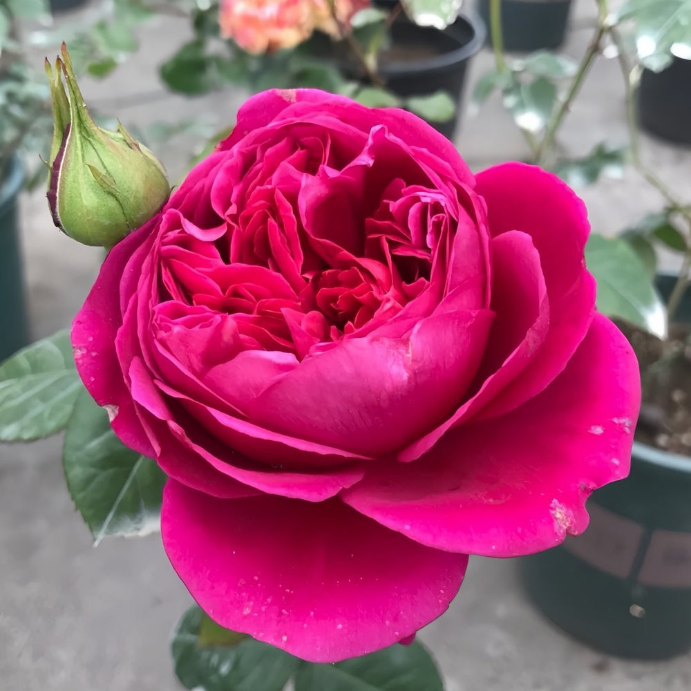 Cantina Rose Plant | 伊芙酒窖 image 5
