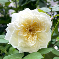 Leonora Rose Plant｜Ella Rose｜艾拉/尼罗娜 image 2