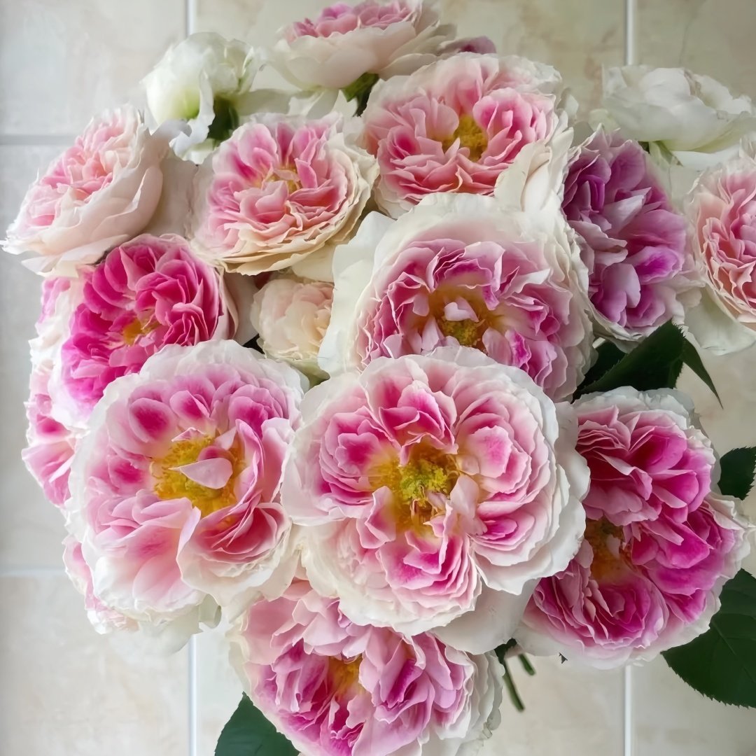 Holiday Island Guernsey Rose Plant｜根西/假日岛芍药 image 5