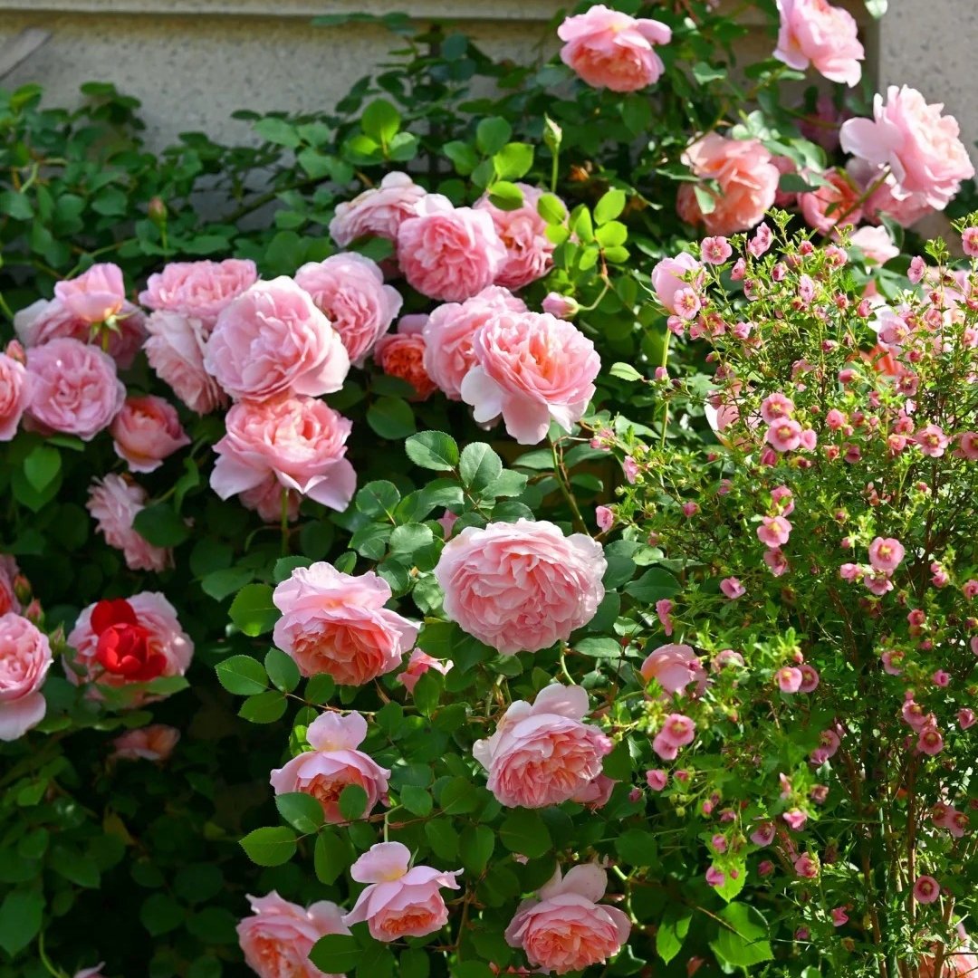 Dames de Chenonceau Rose Plant|舍农索城堡的女人 image 11
