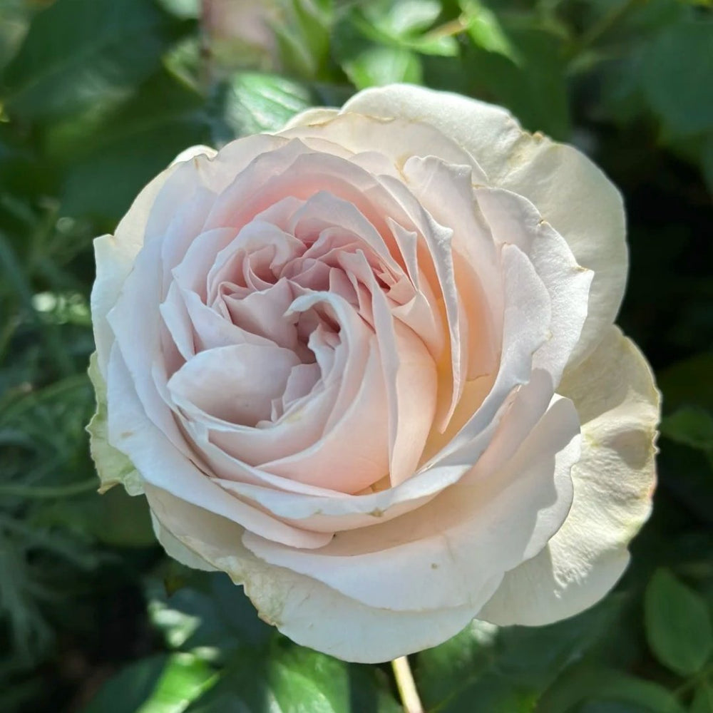 Shades of Grey Rose Plant| 灰色阴影 image 7