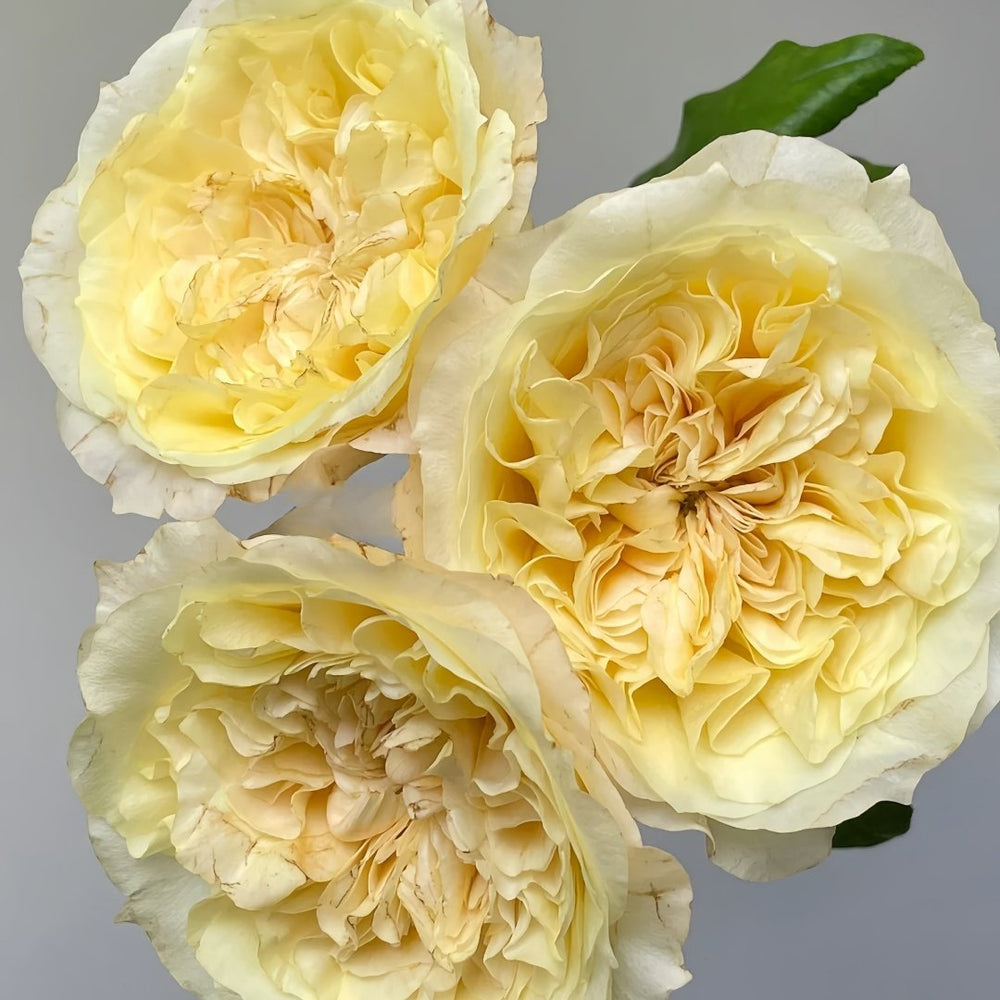 Souffle Rose Plant｜舒芙蕾 image 3