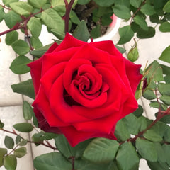 Plateau Red Rose Plant|高原红 image 3
