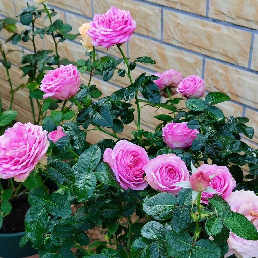 Lavender Lace Rose Plant | 薰衣草蕾丝 image 7