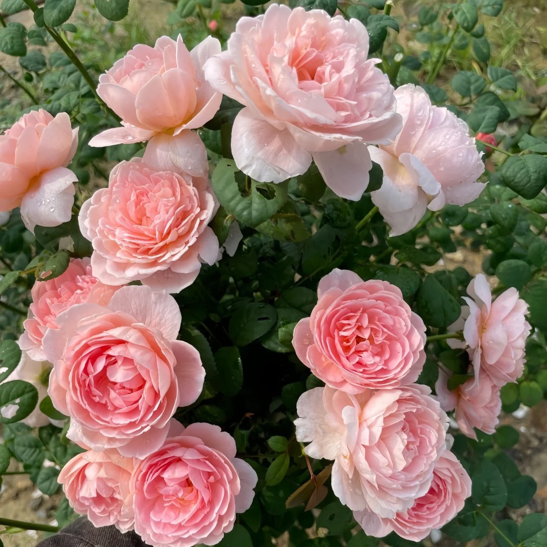 Queen of Sweden Rose Plant｜瑞典女王 image 8