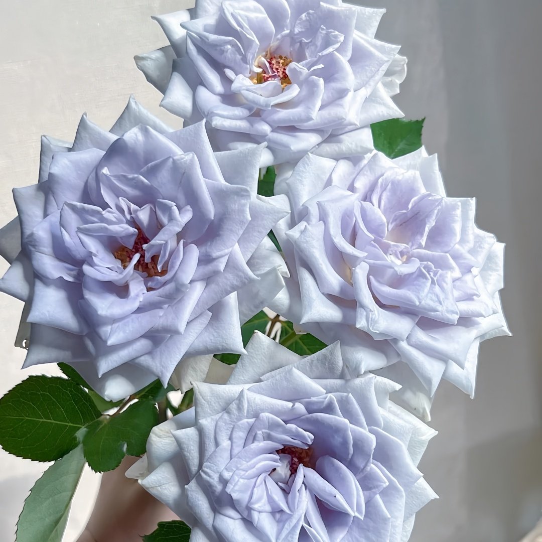 Blue gravity Rose Plant|蓝色引力 image 5