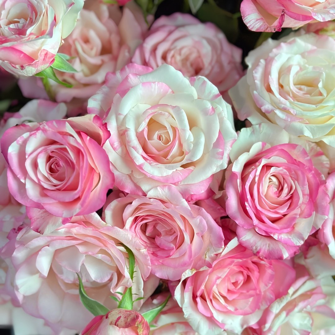 Nichang Rose Plant|霓裳 image 7