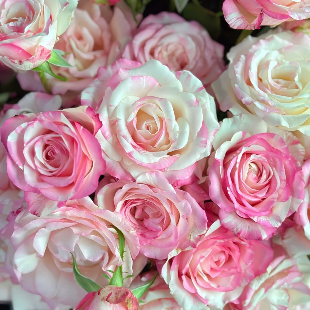 Nichang Rose Plant|霓裳 image 7