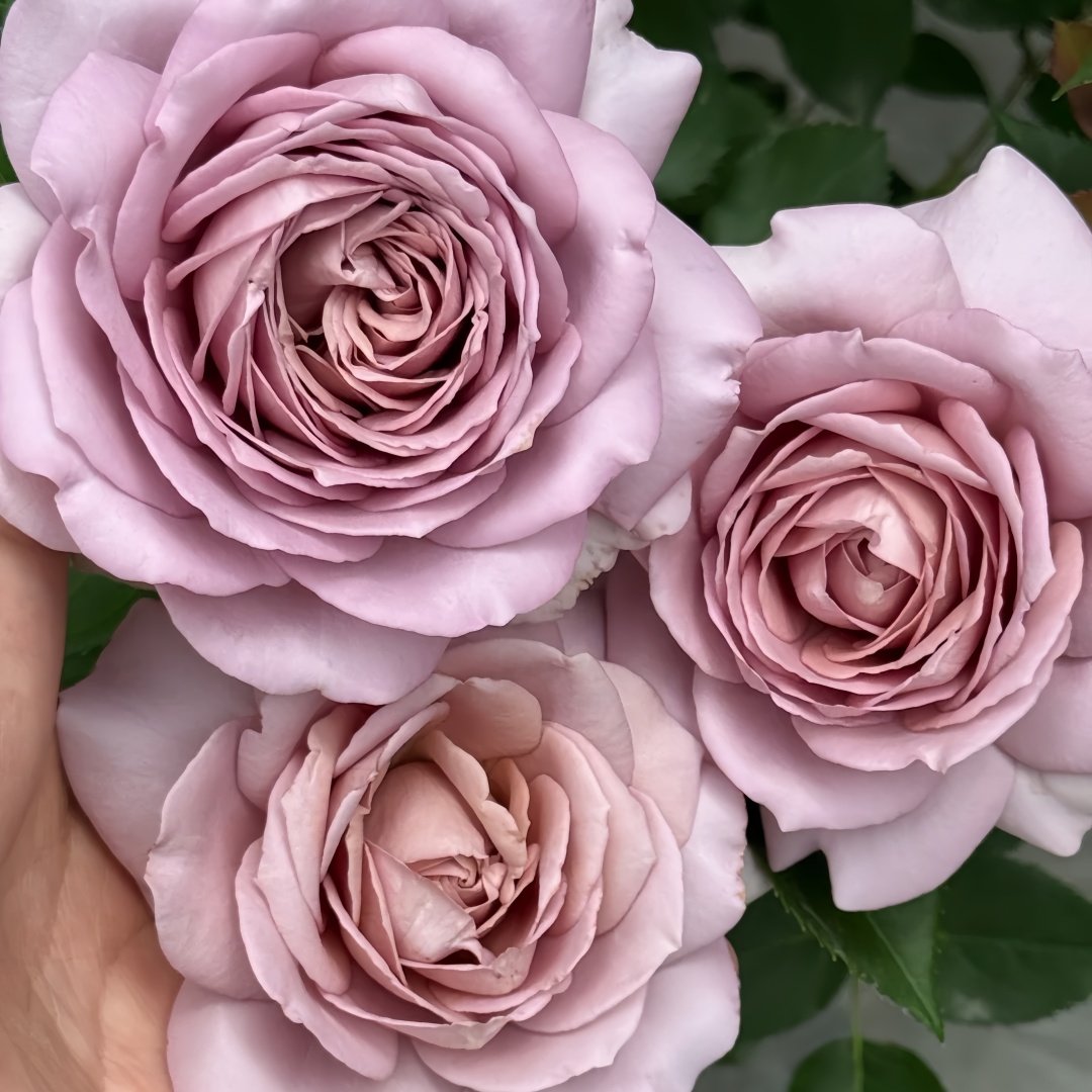 Charity Towa Rose Plant | 今井慈善 image 4