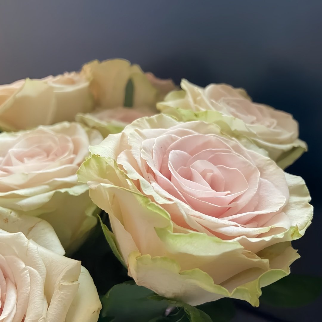 Pompeii Rose Plant｜庞贝 image 7