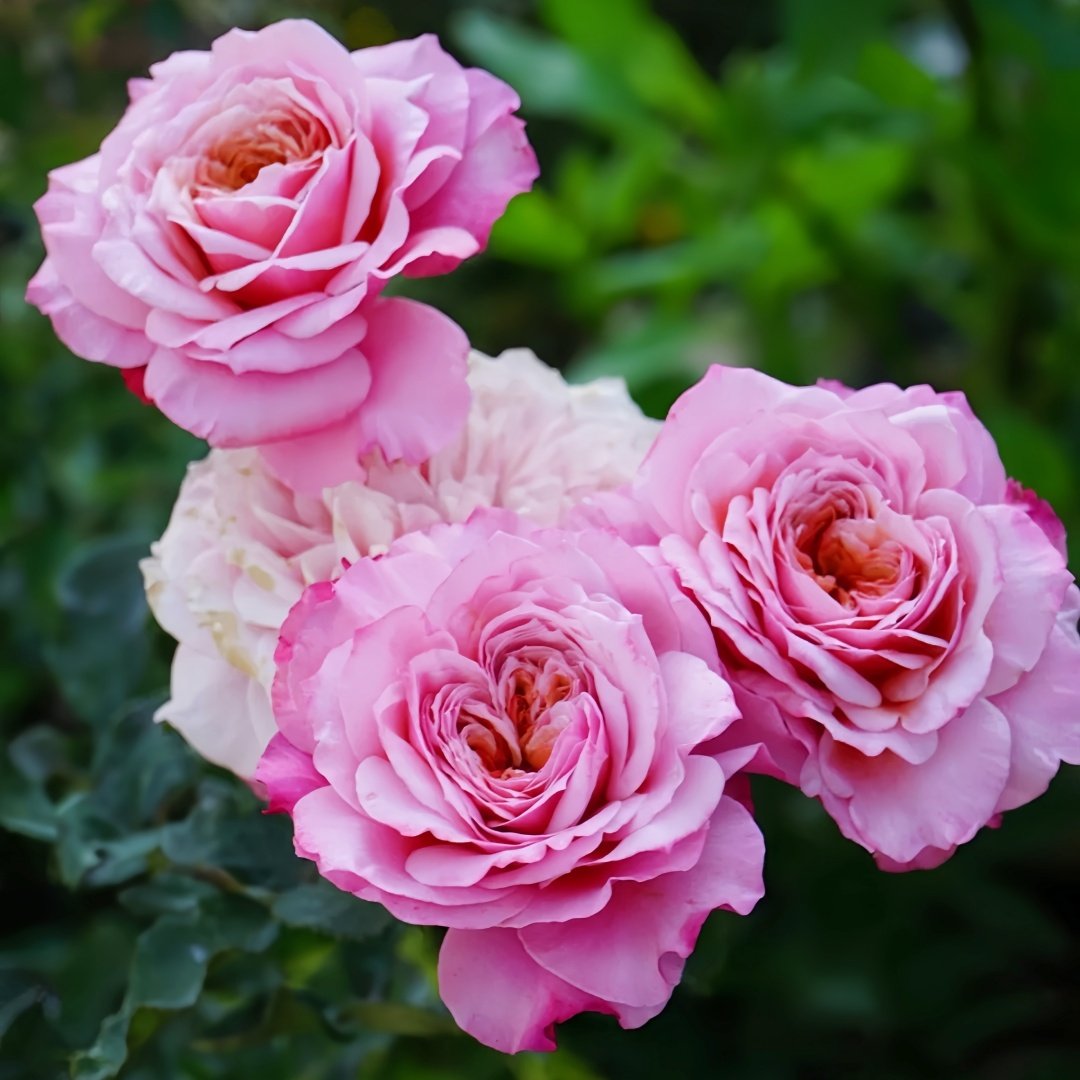 Miyabi Rose Plant｜雅致玫瑰 image 4
