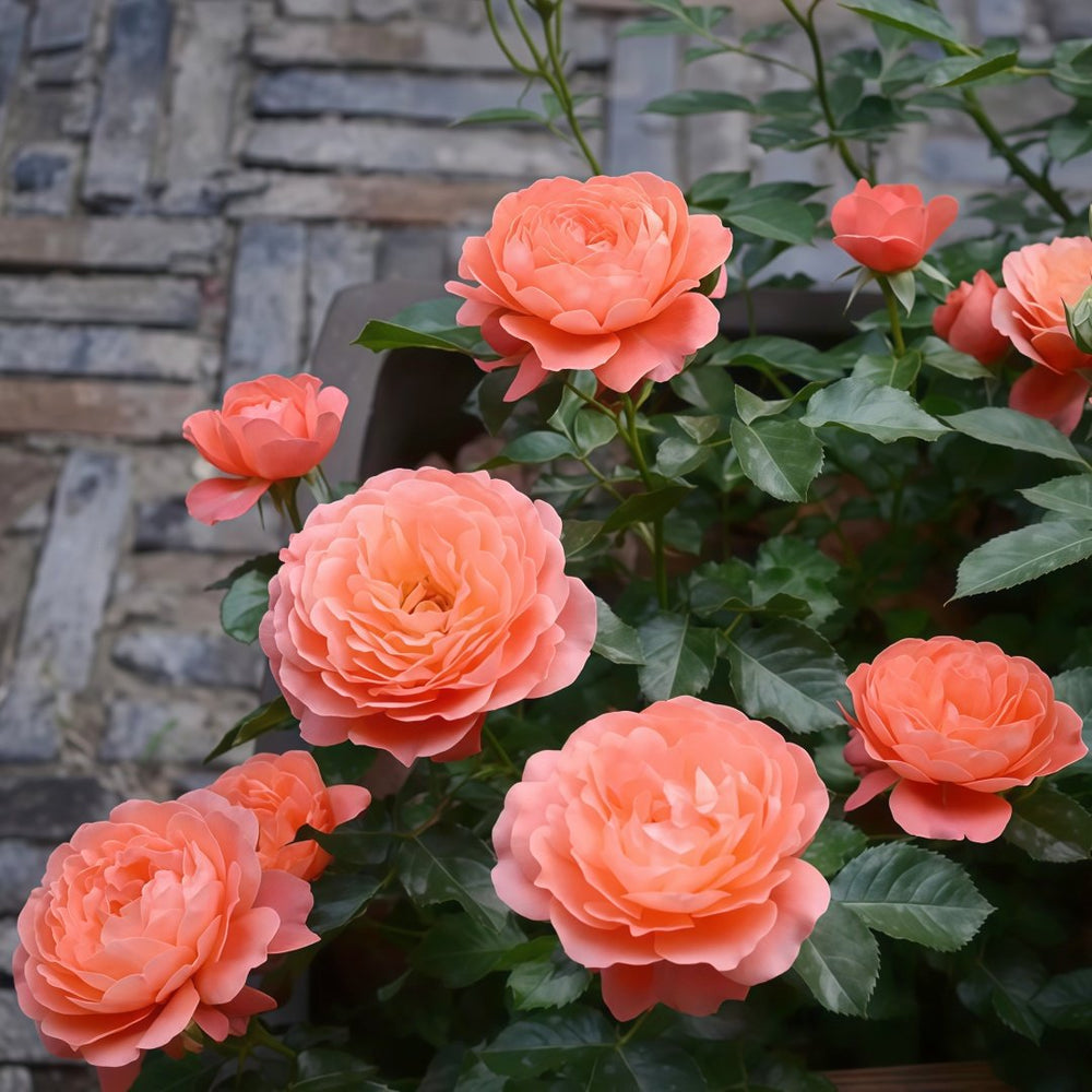 Saturnus King Terazza Rose Plant|土星王阳台 image 9