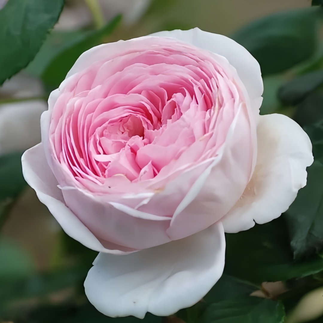 Geoff Hamilton Rose Plant｜杰夫汉密尔顿 image 3