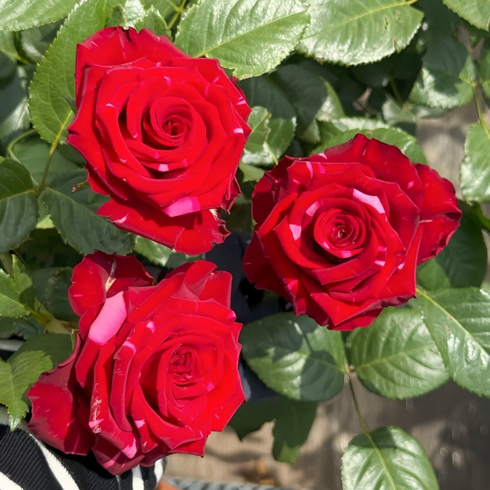 Red Panther Rose Plant｜红色豹子 image 7