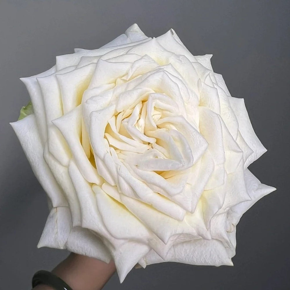 White Candlelight Rose Plant | 白烛光 image 1
