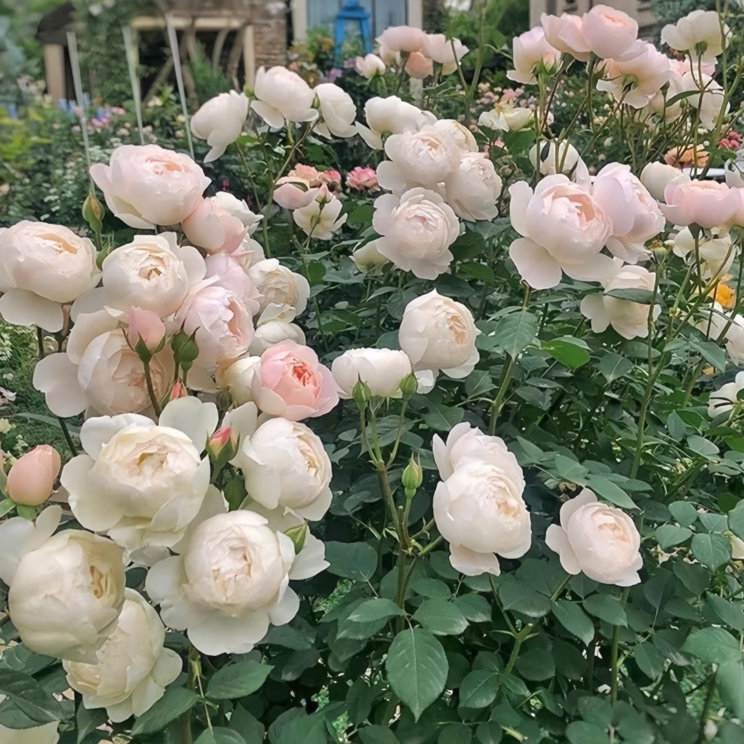 Desdemona Rose Plant|黛丝德蒙娜 image 5