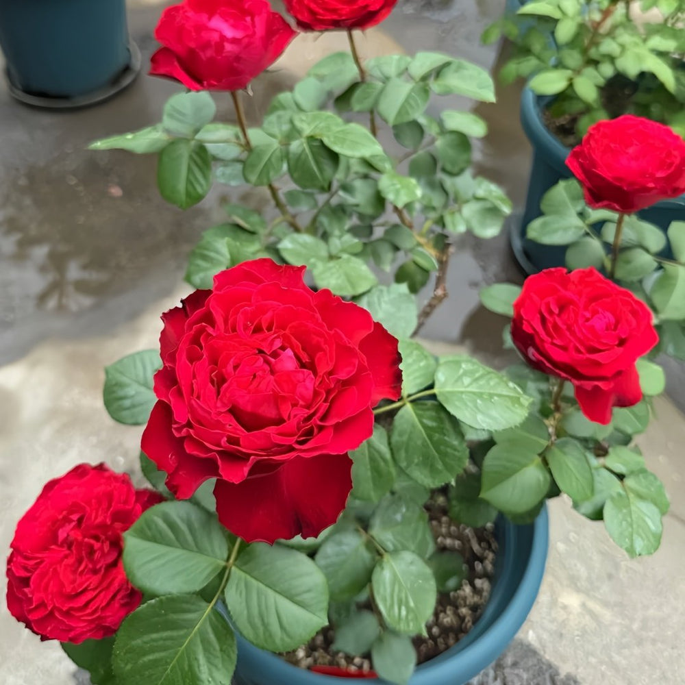 Admiral Rose Plant｜海军上将 image 7