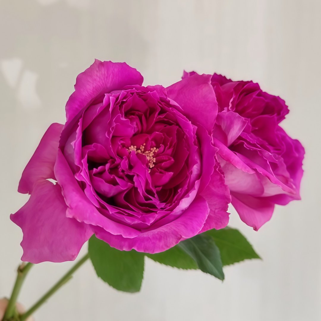 Yu Ji Rose Plant｜虞姬 image 6