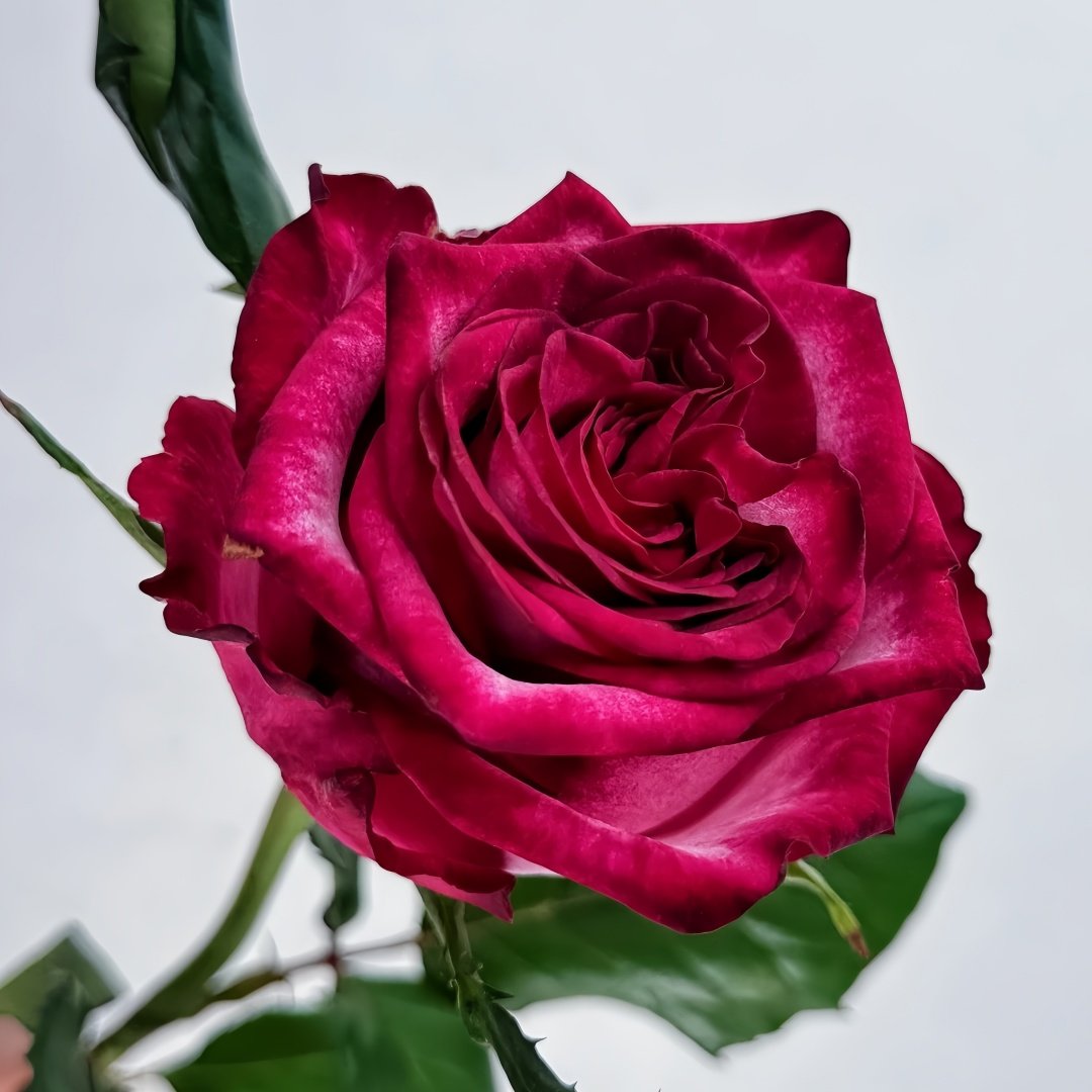Ripasso Rose Plant｜里帕索 image 3