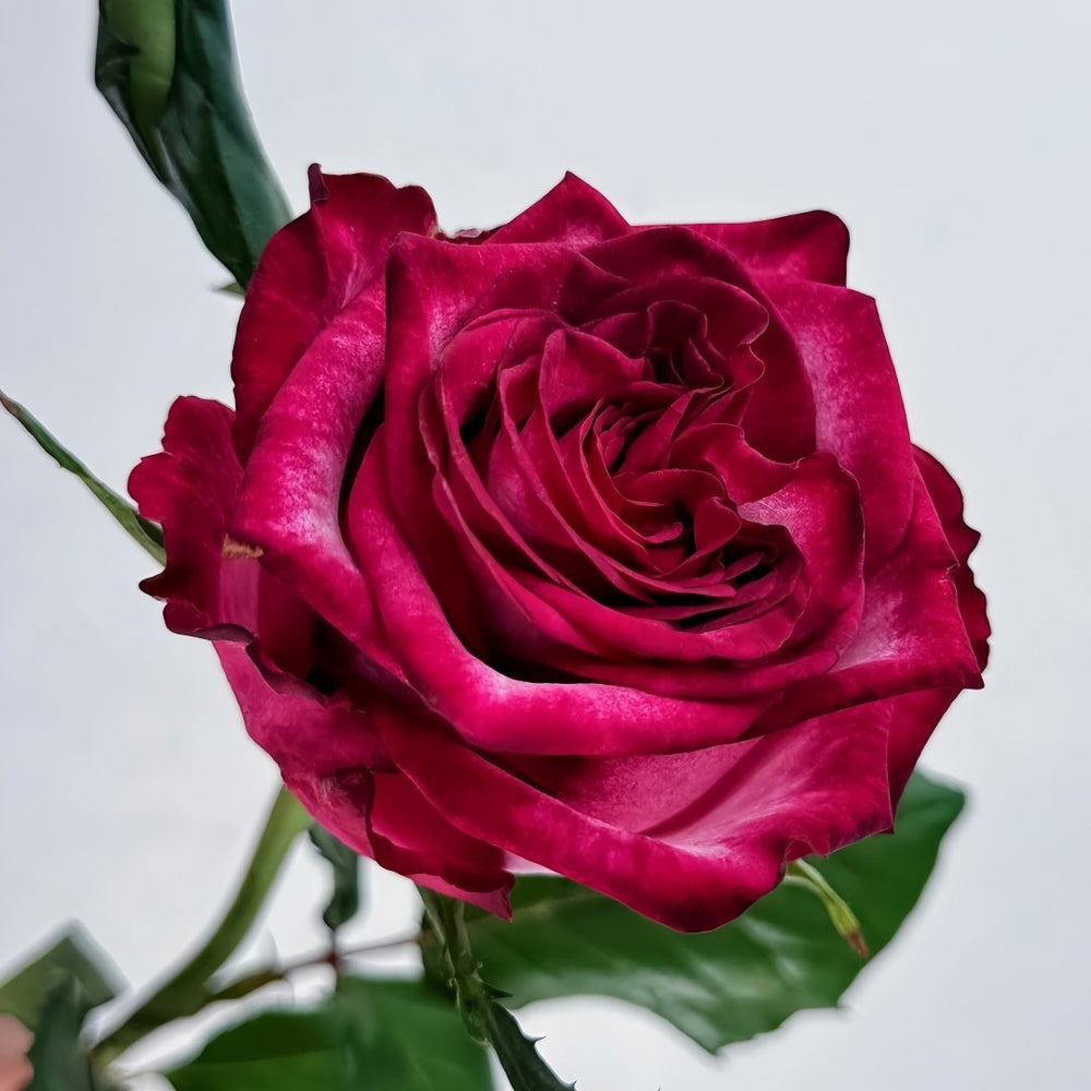 Ripasso Rose Plant｜里帕索 image 3