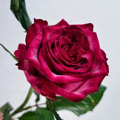 Ripasso Rose Plant｜里帕索 image 3