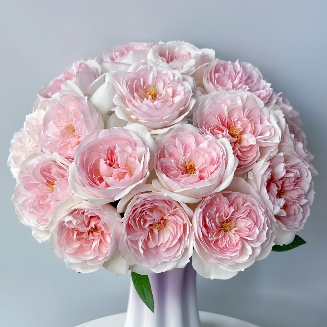 Princess Veil Rose Plant｜公主面纱 image 9