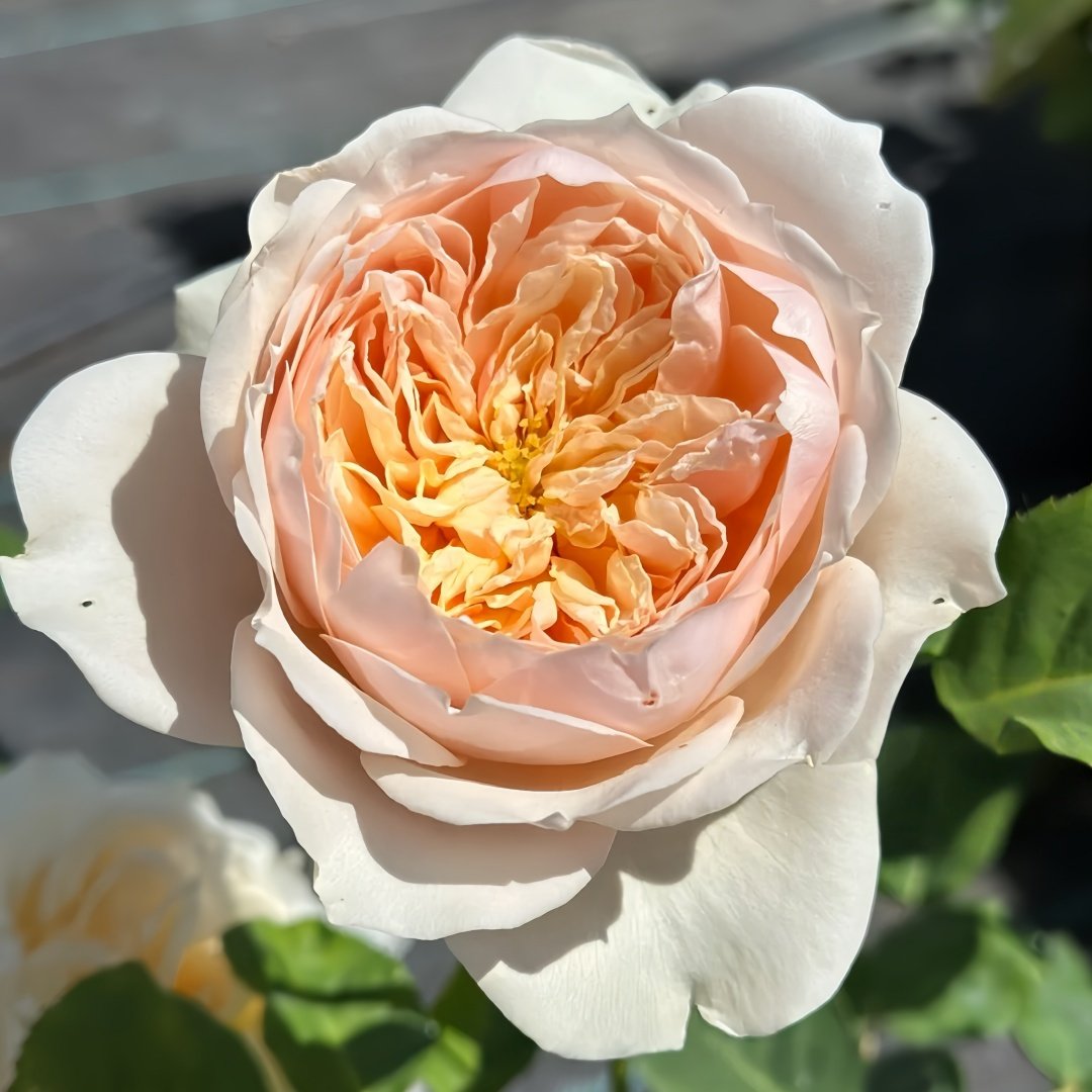 Totoro Rose Plant｜龙猫 image 5