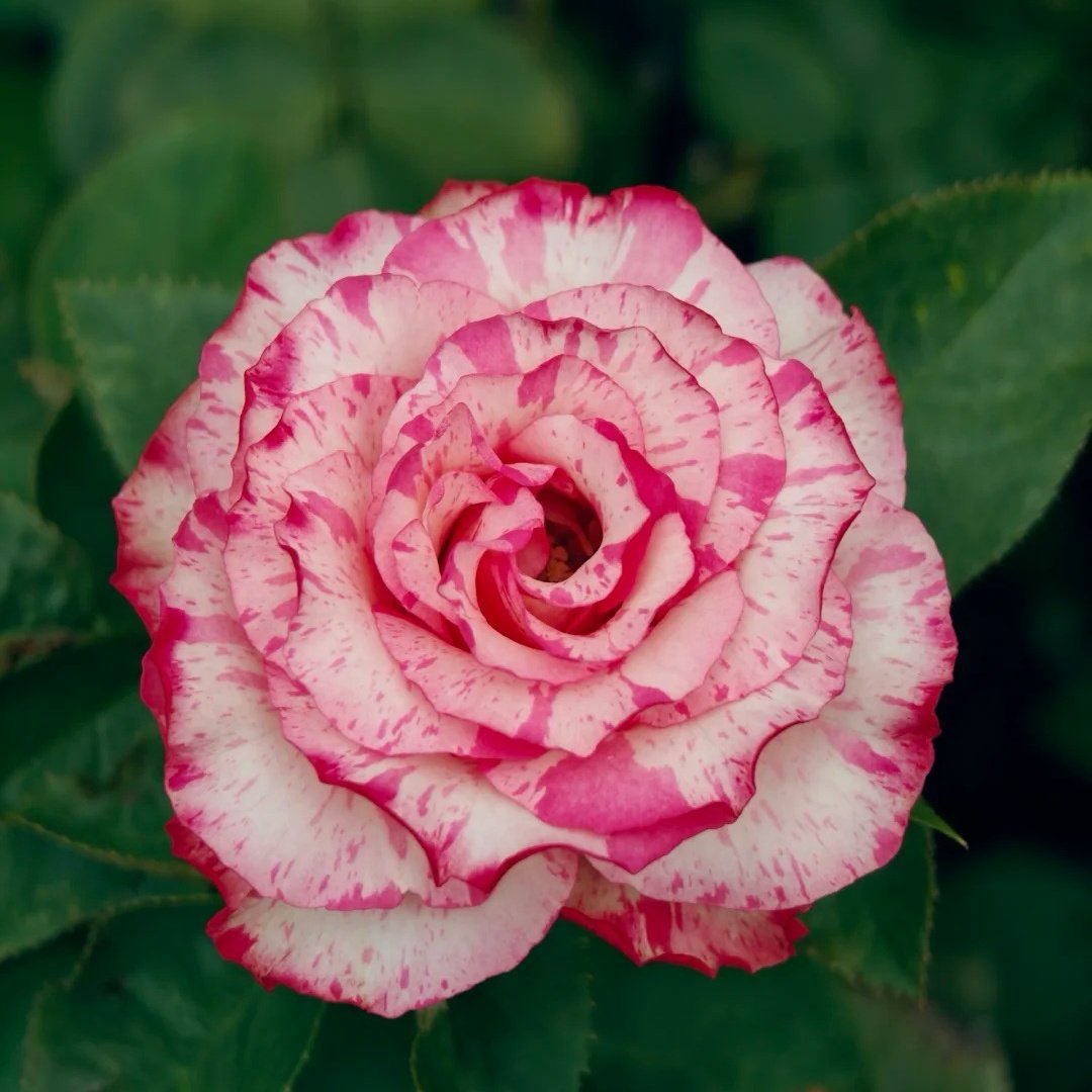 Magic Times Rose Plant|魔法时间 image 4