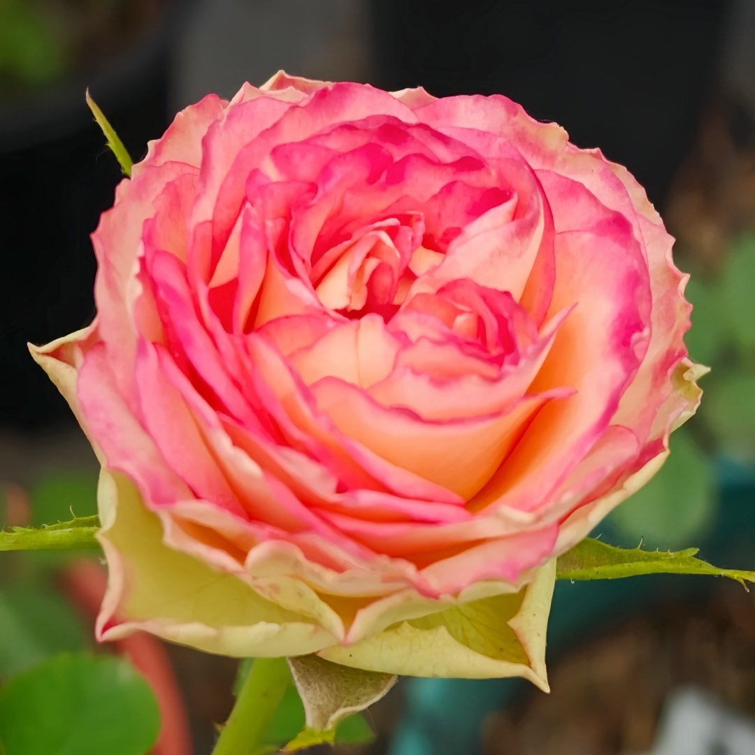 Norway forest Rose Plant｜挪威森林 image 5